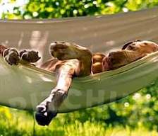 Dog-friendly campsites