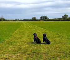 Dog friendly campsites South Africa